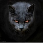 Кот в сметане