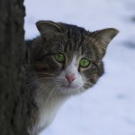 Просто-Леха
