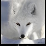 fox52ru