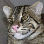 секос