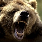 Grizli.GB