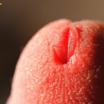 The.orbita