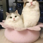 Привет Пока