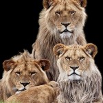 Pride NSK