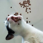 Cat_love_cookies