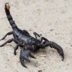 scorpio 47